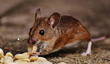 24 Hour & Emergency Exterminators in Bourbonnais, IL